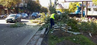 Lucrări de curățare și tăiere a arborilor în capitală. Primăria anunță perioada!