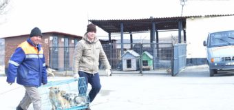 La Chișinău are loc o acțiune de sterilizare a câinilor fără stăpân