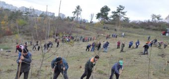 Circa 13 mii de arbori vor fi sădiți, mâine, la Chișinău. Apelul Primăriei către locuitori!