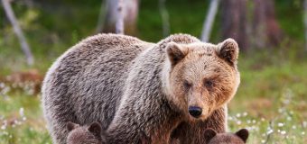 Urșii de la Grădina Zoologică din Chișinău nu vor mai sta înghesuiți. Anunțul lui Ruslan Codreanu!