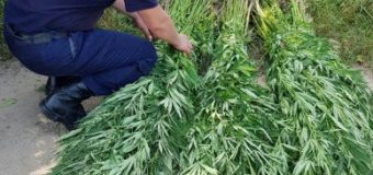 Polițiștii de frontieră au descoperit un lan de plante de cânepă. Acțiunile întreprinse!