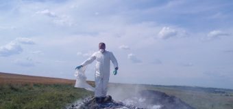 69 de cadavre de ovine și caprine – înregistare în raionul Edineț