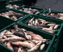 Produsele din pește vor fi mai sigure: Guvernul introduce reguli sanitare noi