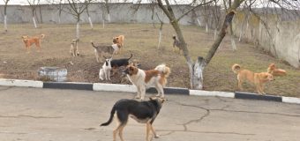 Centrul de găzduire a animalelor fără stăpân din capitală se extinde