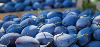 A fost lansată publicația „Producerea prunelor”, care prezintă mai multe recomandări destinate producătorilor de fructe