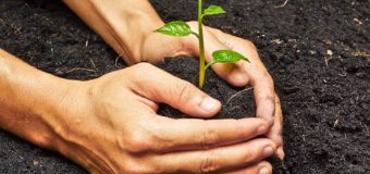 Agenția „Moldsilva” va organiza, în primăvara curentă, o amplă campanie de plantare a arborilor