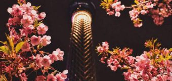 Pomi de Sakura vor fi sădiți în parcul „Valea Morilor”