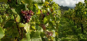 Vinificatorii moldoveni, în așteptarea lansării platformei digitale WINET, ce va promova comerțul și inovația în industria vinului din Moldova, România și Bulgaria