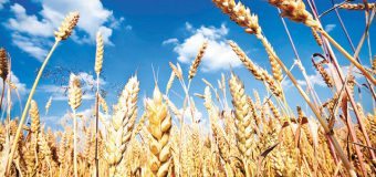 Prognozele MADRM privind recolta de grâu