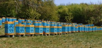 Proiectul subvenții în avans pentru start-upuri. 32 proiecte urmează a fi lansate