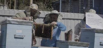 Viorica Anghel, femeia cu nevoi speciale care a lansat o afacere în apicultură, iar acum vrea să-i ajute și pe alții