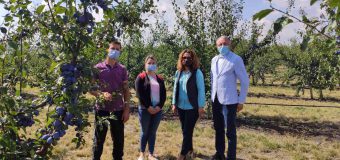 Auditarea companiilor agricole privind implementarea standardelor GLOBALG.A.P. și GRASP în 2020 se apropie de final