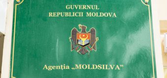 Agenția „Moldsilva”: O comisie specială va efectua ancheta de serviciu în cazul entităţii silvice Hînceşti