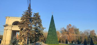 Bradul din Chișinău a fost instalat și urmează a fi decorat (FOTO)