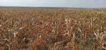 Agricultorii care au avut terenurile de porumb afectate de secetă au depus cereri de acordare a compensațiilor la AIPA