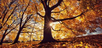 Serviciul Hidrometeorologic de Stat din Republica Moldova spune cum a fost toamna anului 2020