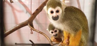 Grădina Zoologică din capitală a achiziționat peste 30 de viețuitoare noi