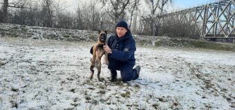 (FOTO) Poliția de Frontieră a procurat nouă căței de rasă Malinois Ciobănesc Belgian