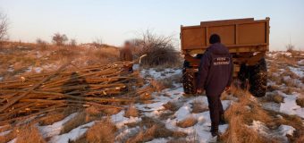 Depistat în zona de frontieră în timp ce încărca lemne, defrișate ilegal