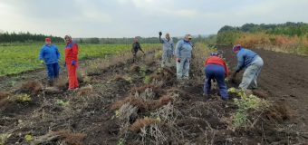 Agenţia „Moldsilva” şi entităţile silvice subordonate sunt antrenate în activităţi de regenerare a Fondului Forestier Naţional