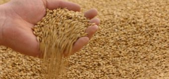 Concurs pentru selectarea beneficiarilor de grâu alimentar din rezervele de stat