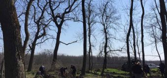 Agenția „Moldsilva” anunță despre noi terenuri împădurite