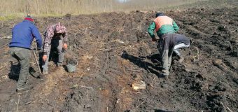 Detalii despre campania de plantare de la Întreprinderea pentru Silvicultură „Hîncești-Silva”