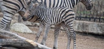 La Grădina Zoologică din capitală s-a născut un pui de zebră