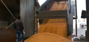 O companie din Edineț, campioană la exportul de grâu alimentar în primele 3 luni ale 2021