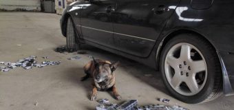 Câinele de serviciu al Sectorului Poliției de Frontieră Giurgiulești-Galați a reușit să încurce planurile unui tânăr