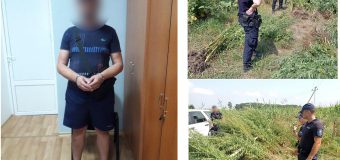 Plante de cânepă în culturile agricole și un moldovean dat în căutare națională – depistați de polițiștii de frontieră