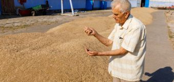 Un agricultor de 82 de ani practică agricultura ecologică: „Nu mai folosim îngrășăminte și erbicide”