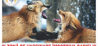 A demarat campania de vaccinare antirabică a vulpilor în Republica Moldova