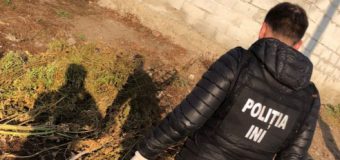 Droguri în valoare de 250 mii de lei, ridicate de Poliție