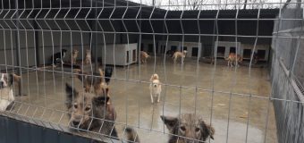 ANSA a depistat un șir de încălcări în urma controlului desfășurat la adăpostul pentru animale de companie fără stăpân din mun. Chișinău