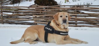VIDEO// De 14 ani, spaima contrabandiștilor! Câinii vameși – antrenați zilnic în lupta cu traficul ilicit de mărfuri