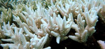Australia investește 700 de milioane de dolari în protejarea Marii Bariere de Corali. De ce se albesc aceștia