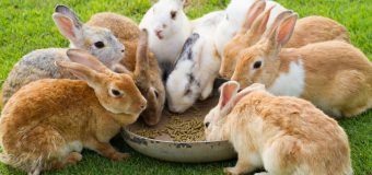 Grădina Zoologică cumpără iepuri de casă