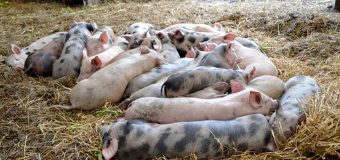 În raionul Rîşcani a fost confirmată prezența virusului pestei porcine africane