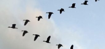 ANSA recomandă populației să țină închiese păsările în proprile gospodării pe perioada migrării păsărilor sălbatice!