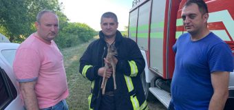 (FOTO) Un pui de căprioară a fost salvat de pompieri în urma unui incendiu