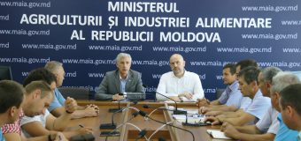 Apicultorii se plâng de producția scăzută a mierii și reducerea capacității de cumpărare a produsului