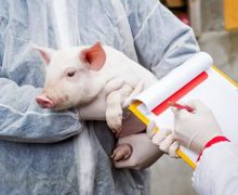 Focar de pestă porcină africană în raionul Orhei