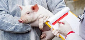 A fost confirmat un focar de pestă porcină africană într-o gospodărie nonprofesională din satul Zîrnești, r-l Cahul.