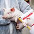 Focar de pestă porcină africană în raionul Orhei