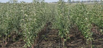 R. Moldova va exporta material săditor de măr în UE