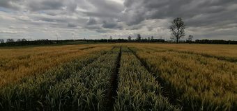 Recoltă-record la unele soiuri de grâu, înregistrată de ICCC „Selecția” în condiții de secetă