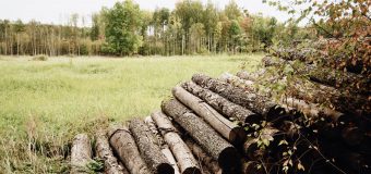 Întreprinderea pentru Silvicultură Chișinău eliberează către populație lemn de foc, în limita stocului disponibil