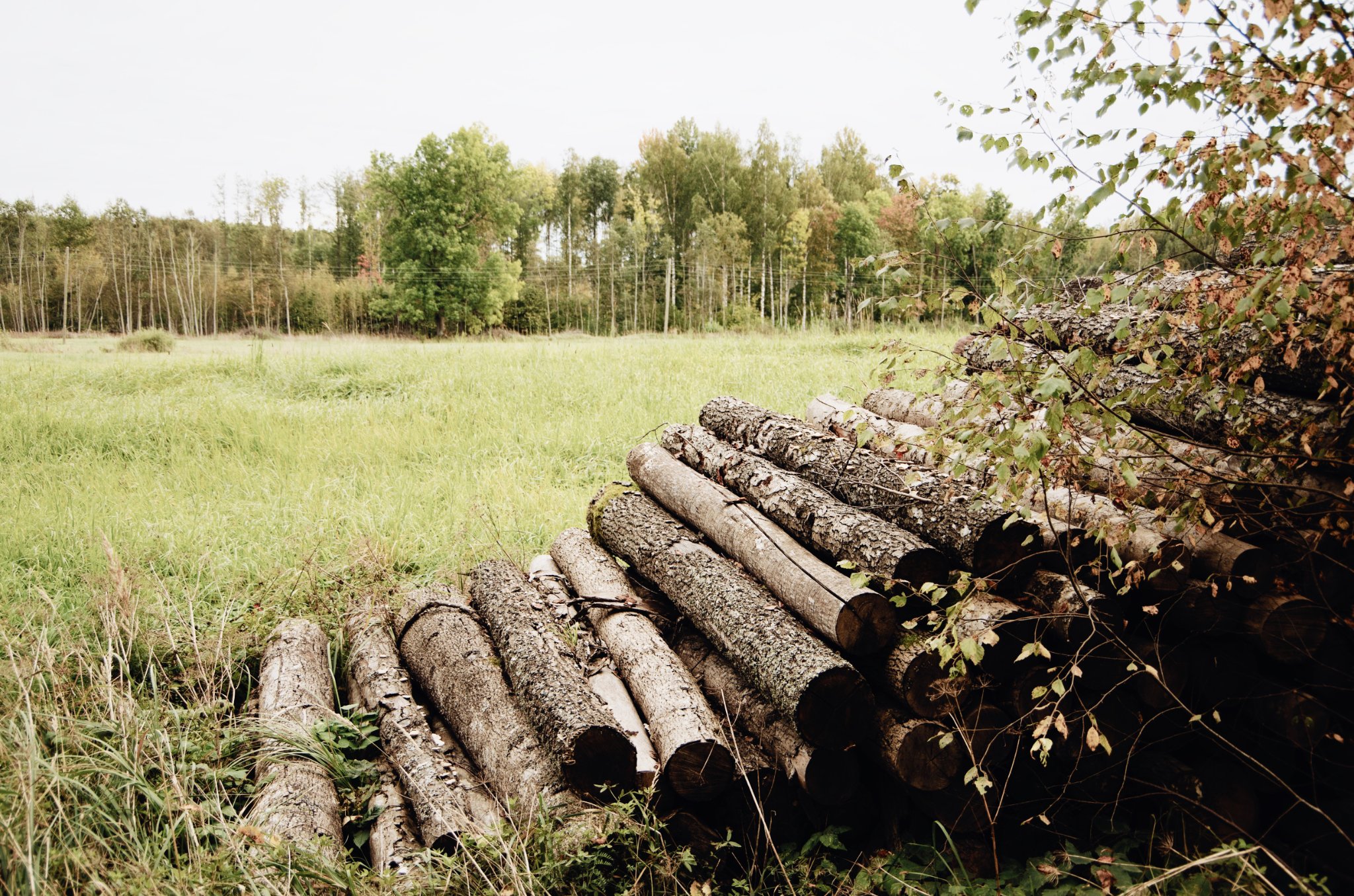 Proceduri simplificate la obținerea autorizației pentru tăierea lemnelor