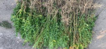 Percheziții în 3 locații din nordul țării și în Chișinău la persoane care comercializau „marijuana”